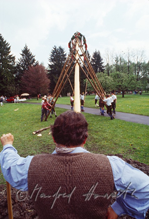 Männer stellen den Maibaum auf mit Stangen