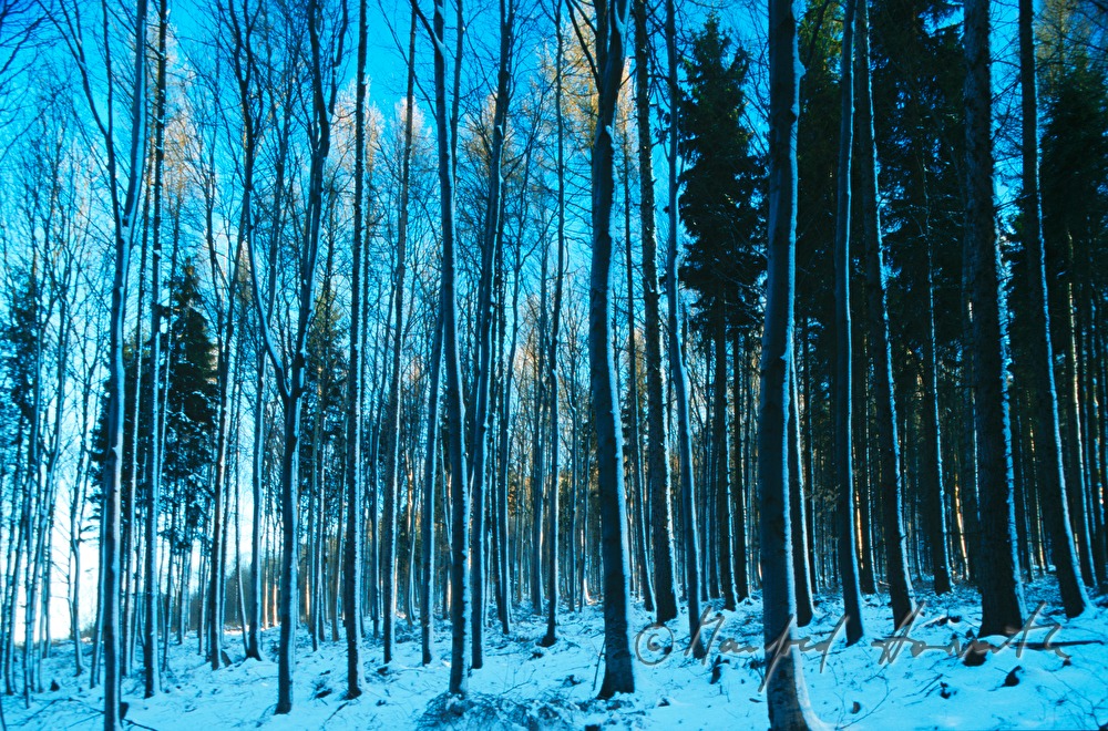 Weissbuchen seitlich von Schnee angeweht