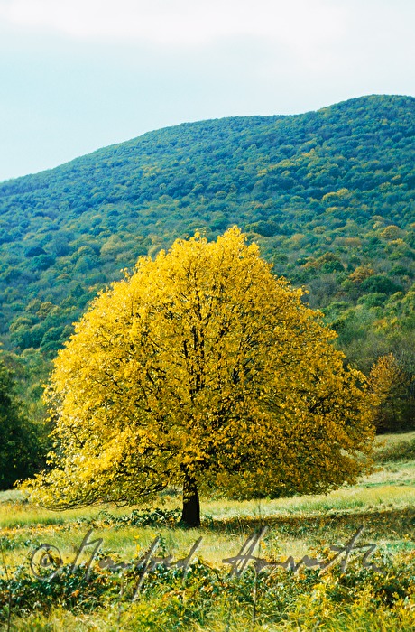 Ahorn im Herbst
