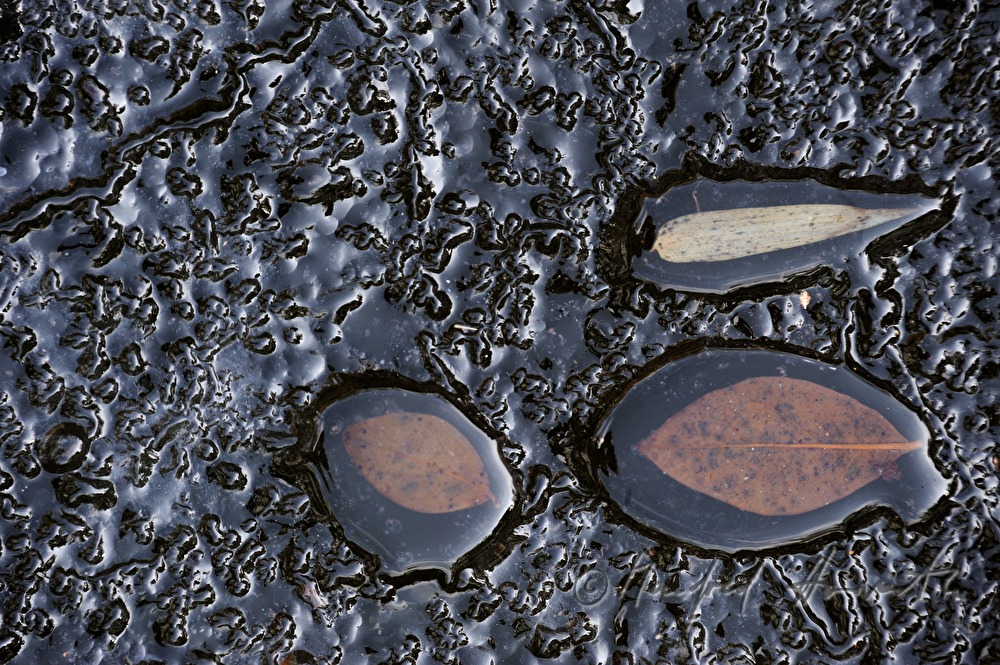eingefrorene Blätter in einem Teich