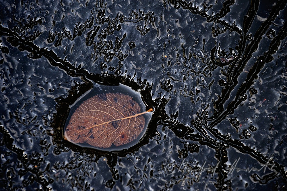 eingefrorens Blatt in einem Tümpel