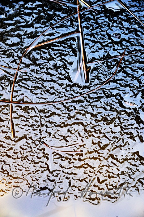 eingefrorene Föhrennadeln in einem Teich