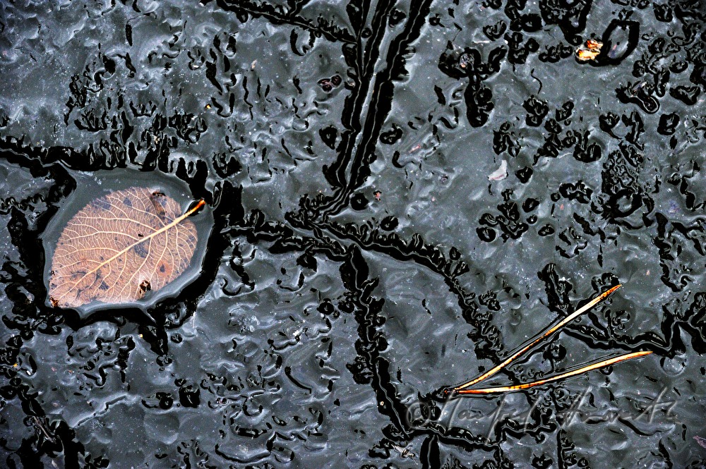 eingefrorene Blätter in einem Teich