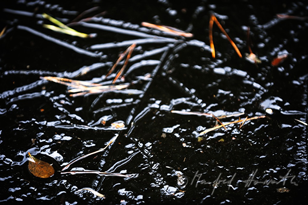 eingefrorene Föhrennadeln in einem Teich