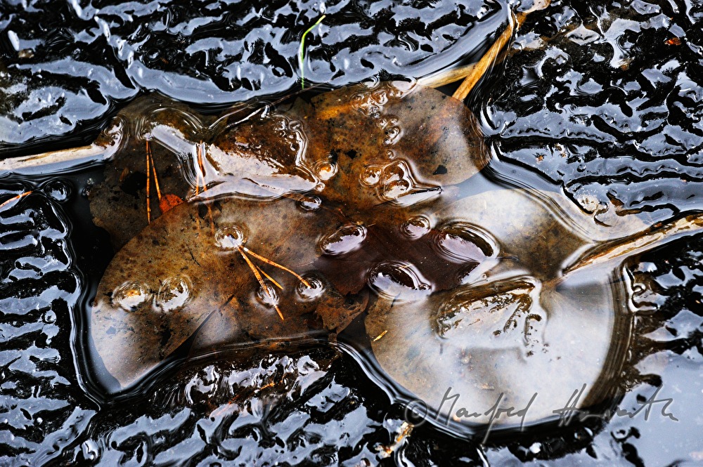 eingefrorene Blätter in einem Teich