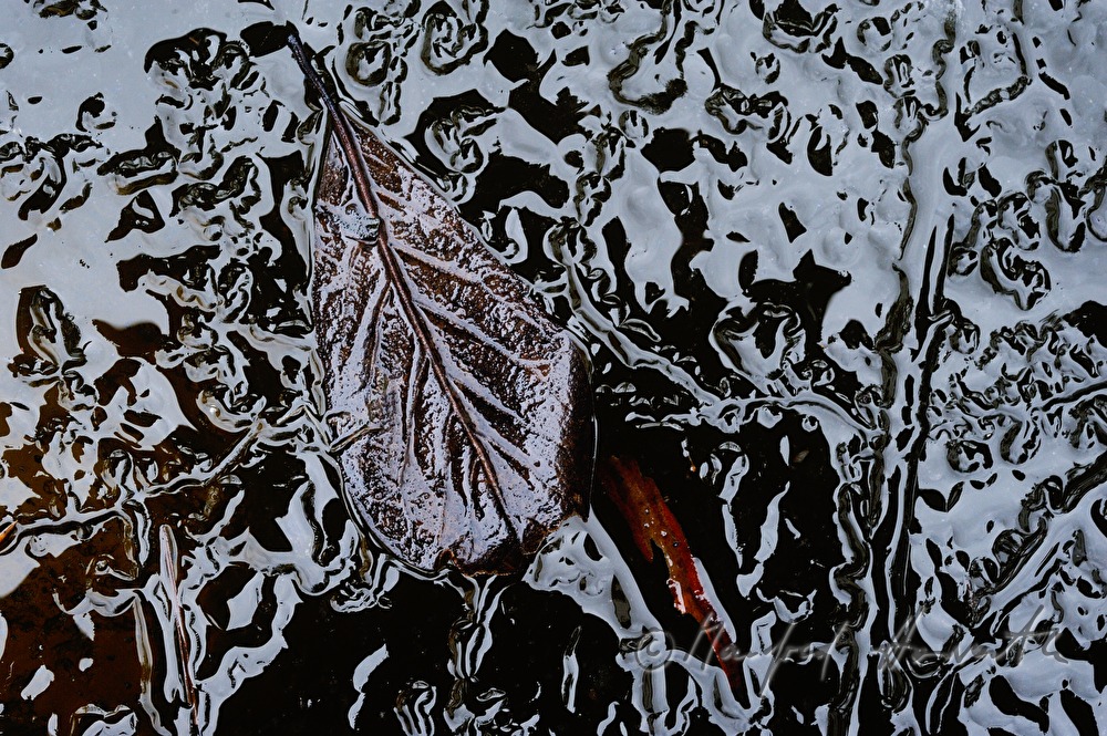 eingefrorens Blatt in einem Tümpel