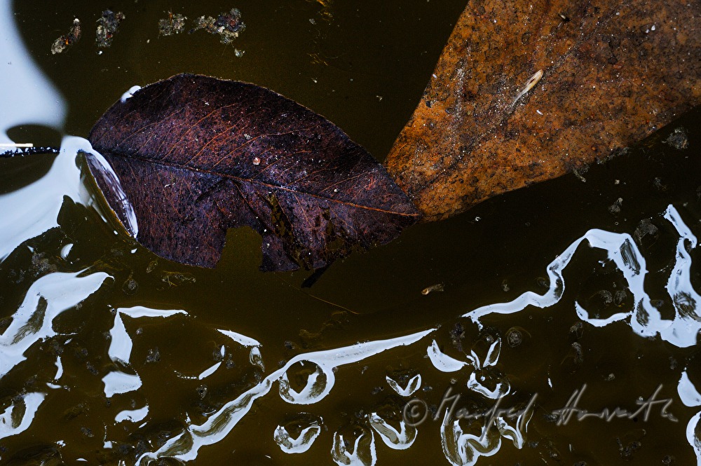 eingefrorene Blätter in einem Teich