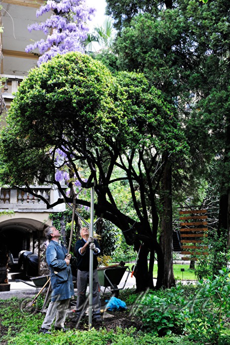 Gärtner stützen einen Baum