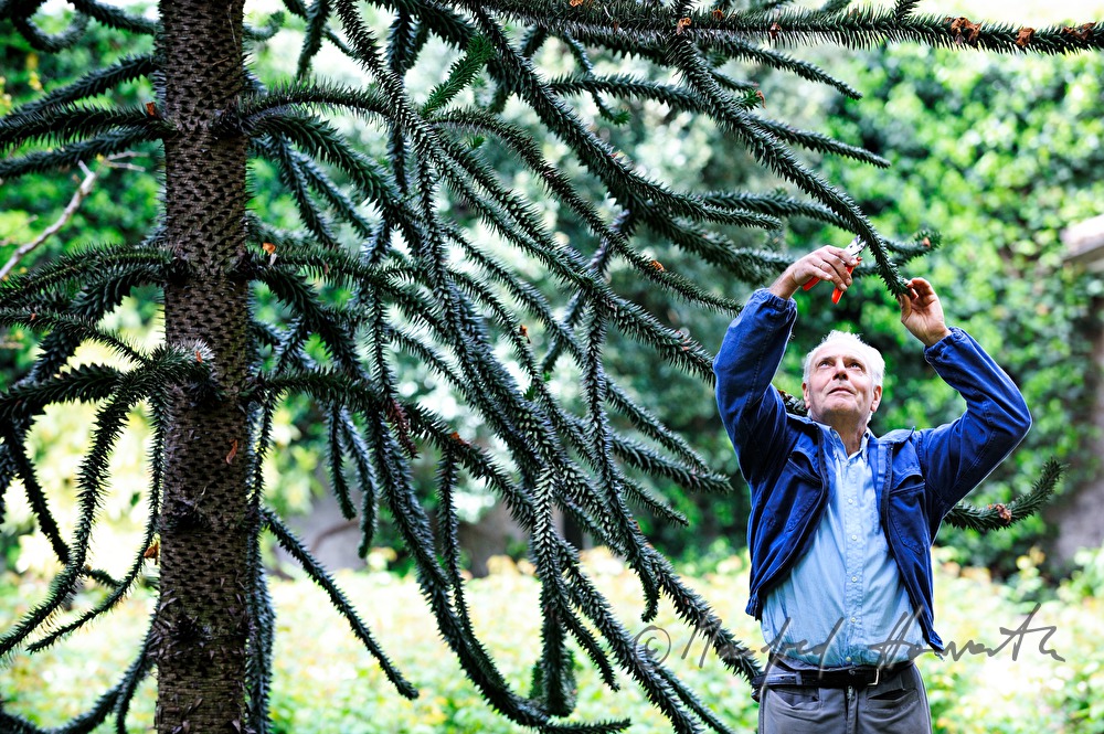 Gärtner stutzt einen Araucarien-Baum