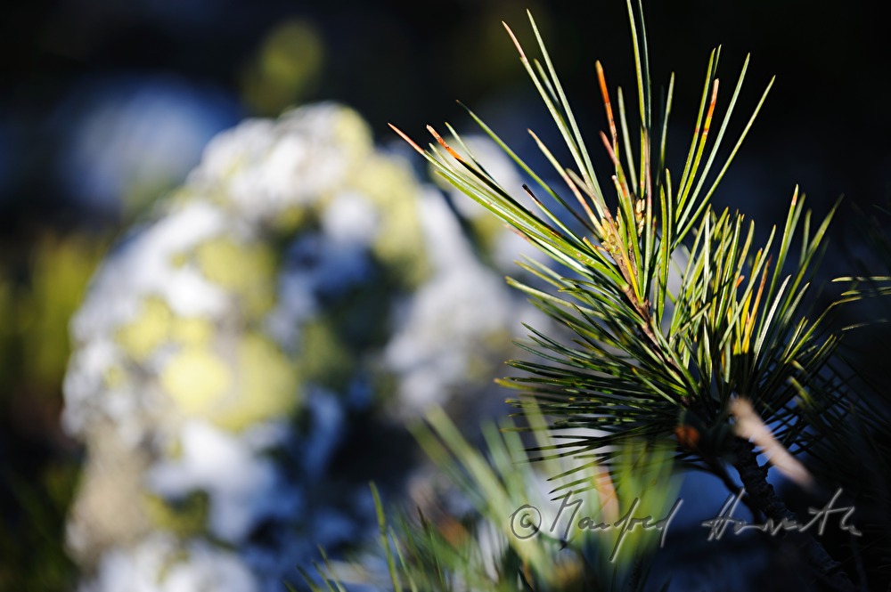 Berglatschen im Frühling mit jungen Trieben