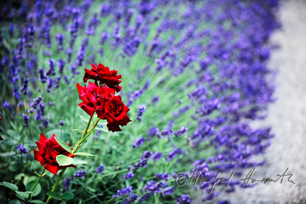 drei rote Rosen in einem Lavendelbeet