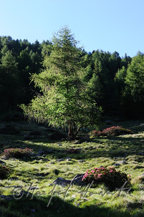 blühende Alpenrose und Lärchenbaum