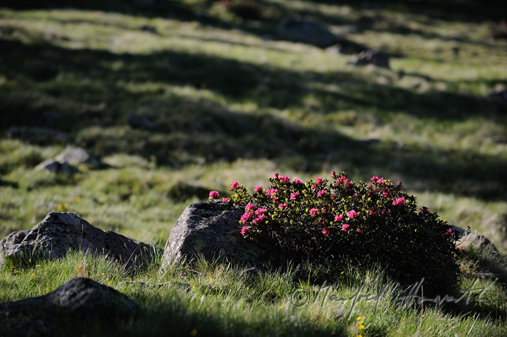 blühende Alpenrose