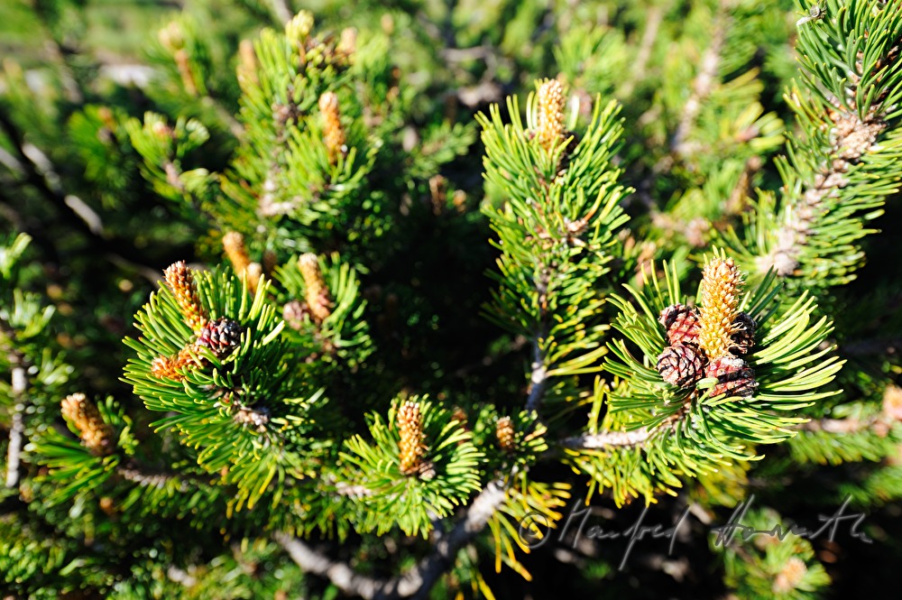 Berglatschen im Frühling mit jungen Trieben