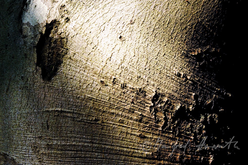 Detail der Rinde einer Weissbuche