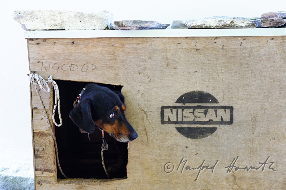 Hund in seiner Hütte