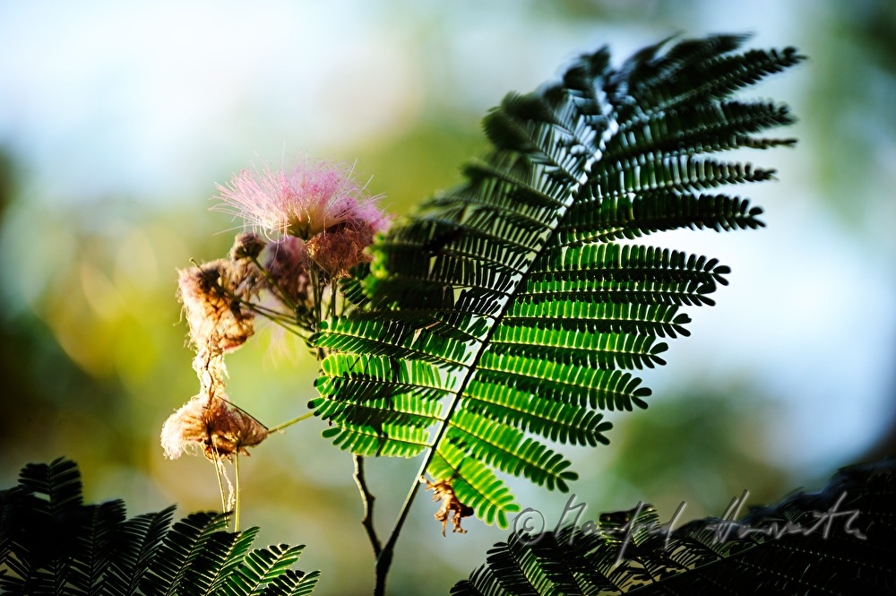 blühender Mimosenbaum
