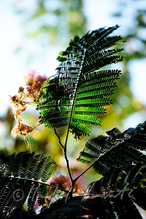 blühender Mimosenbaum