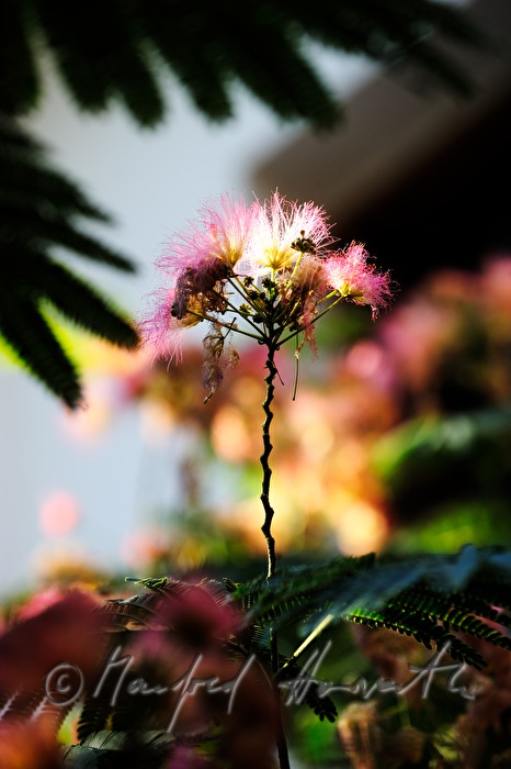 blühender Mimosenbaum