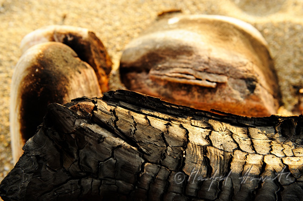 verkohltes Holz und Steine am Strand