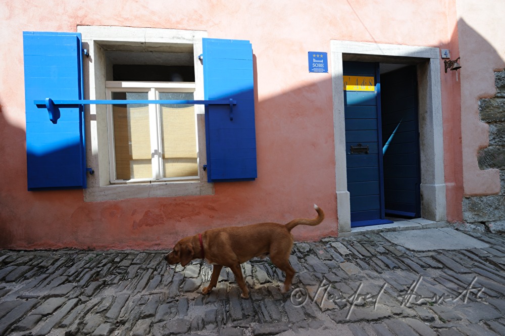 streunender Hund in einer Gasse