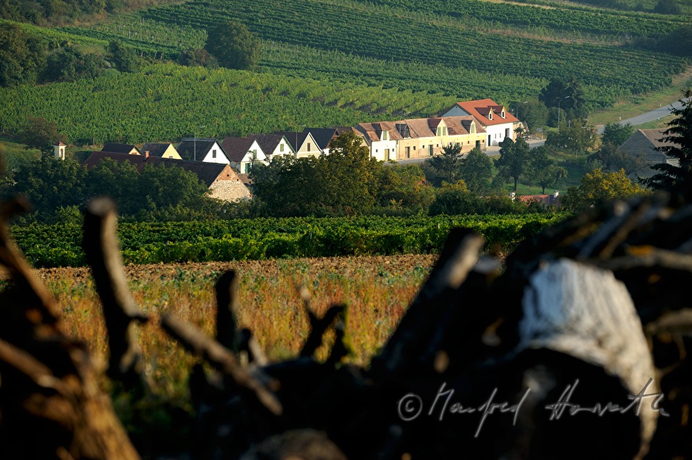 Kellergasse und Weinberge