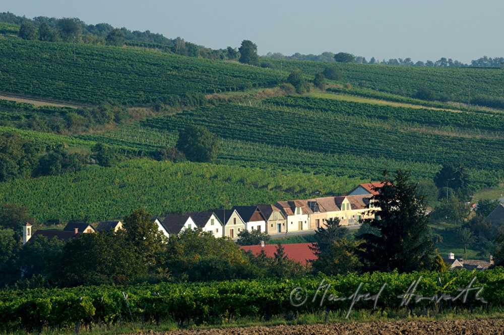 Kellergasse und Weinberge