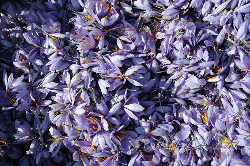 Safranernte: Safrankrokusse mit Safran-Narben