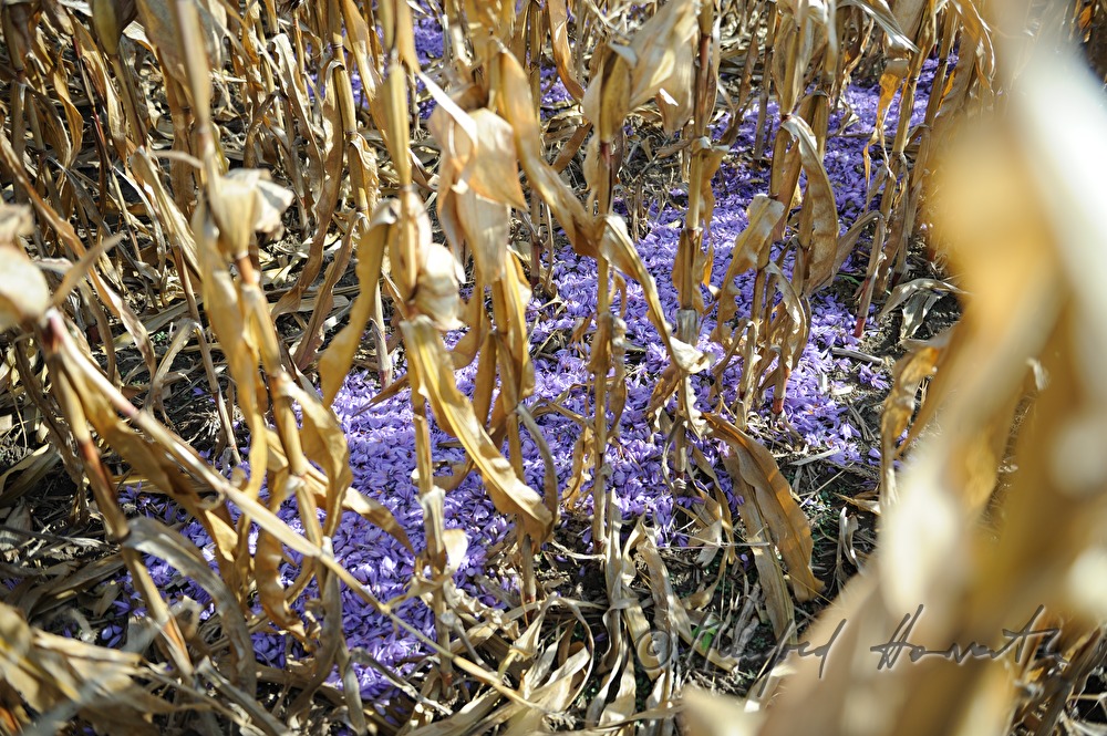 Safrankrokus-Blütenblätter im Maisfeld