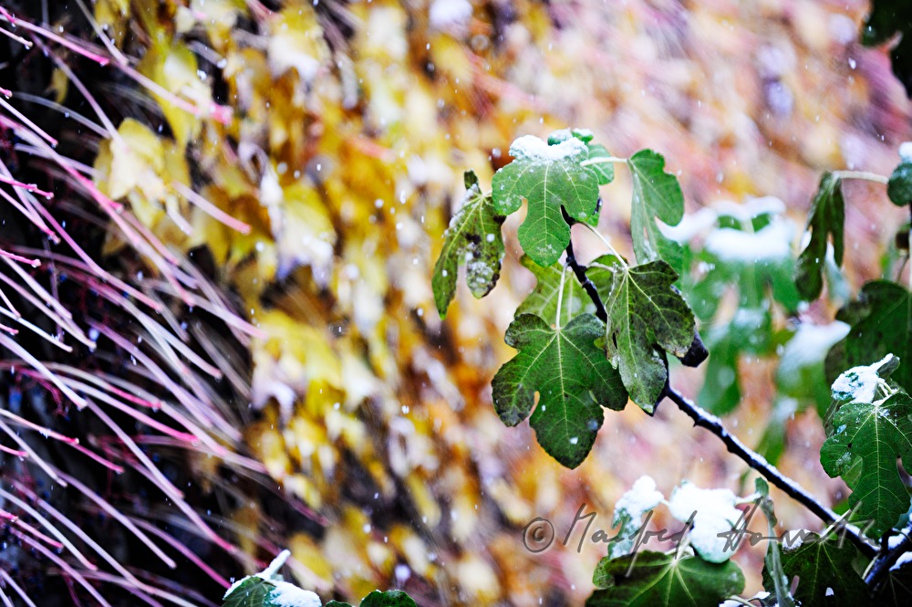 Schnee auf einem grünen Feigenblatt im Oktober