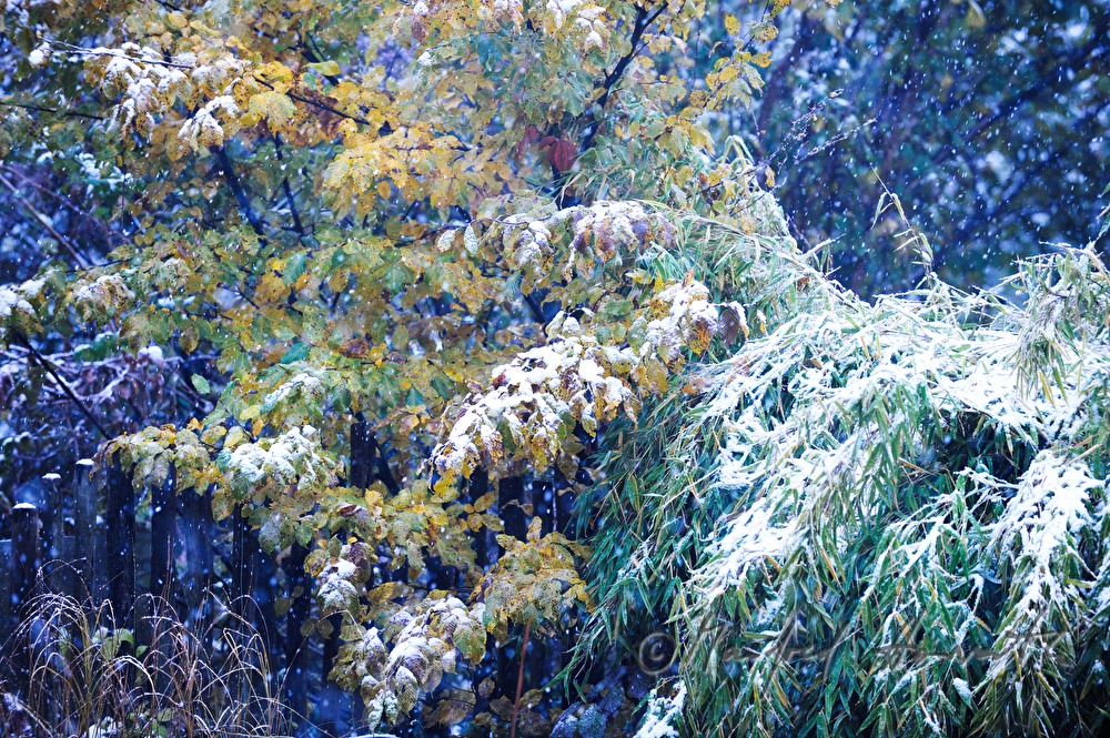 Schneefall in einem Garten im Oktober