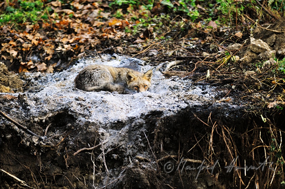 Fuchs wärmt sich in der Asche eines ausgebrannten Lagerfeuers
