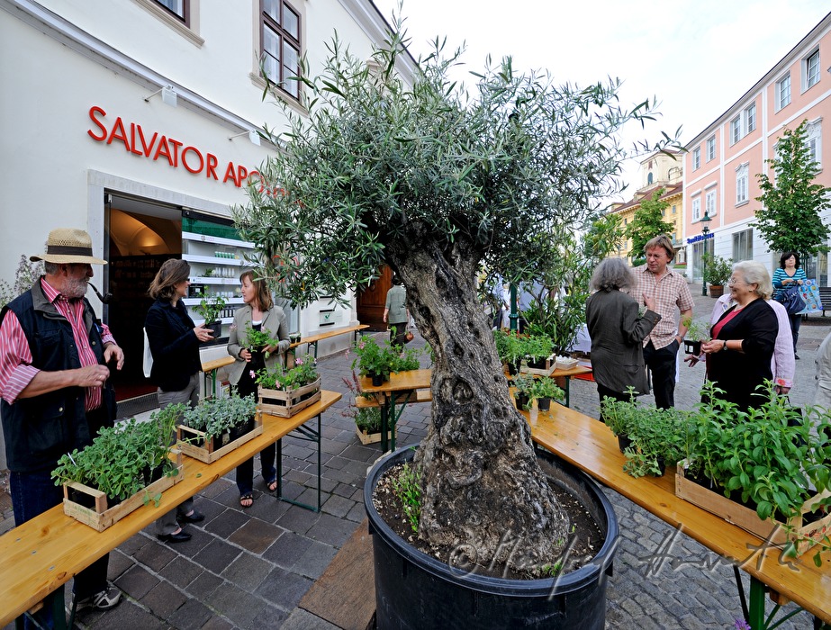 Kräutermarkt in der Fussgängerzone vor der Apotheke