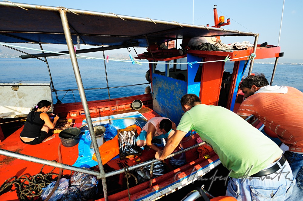 Fische Einkaufen auf auf dem Fischkutter