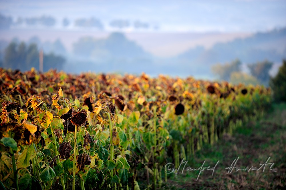 Blick über ein Sonnenblumenfeld zum Manhartsberg