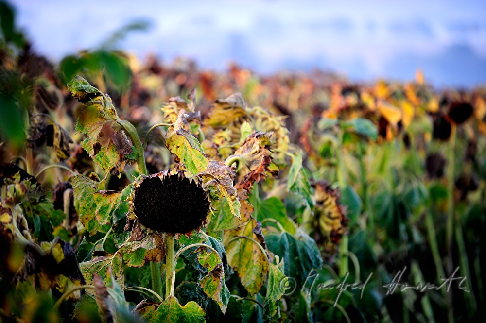 Blick über ein Sonnenblumenfeld zum Manhartsberg