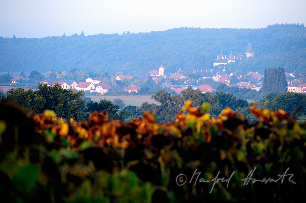 Blick über ein Sonnenblumenfeld zum Manhartsberg