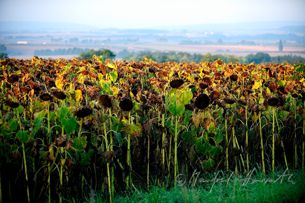 Blick über ein Sonnenblumenfeld zum Manhartsberg