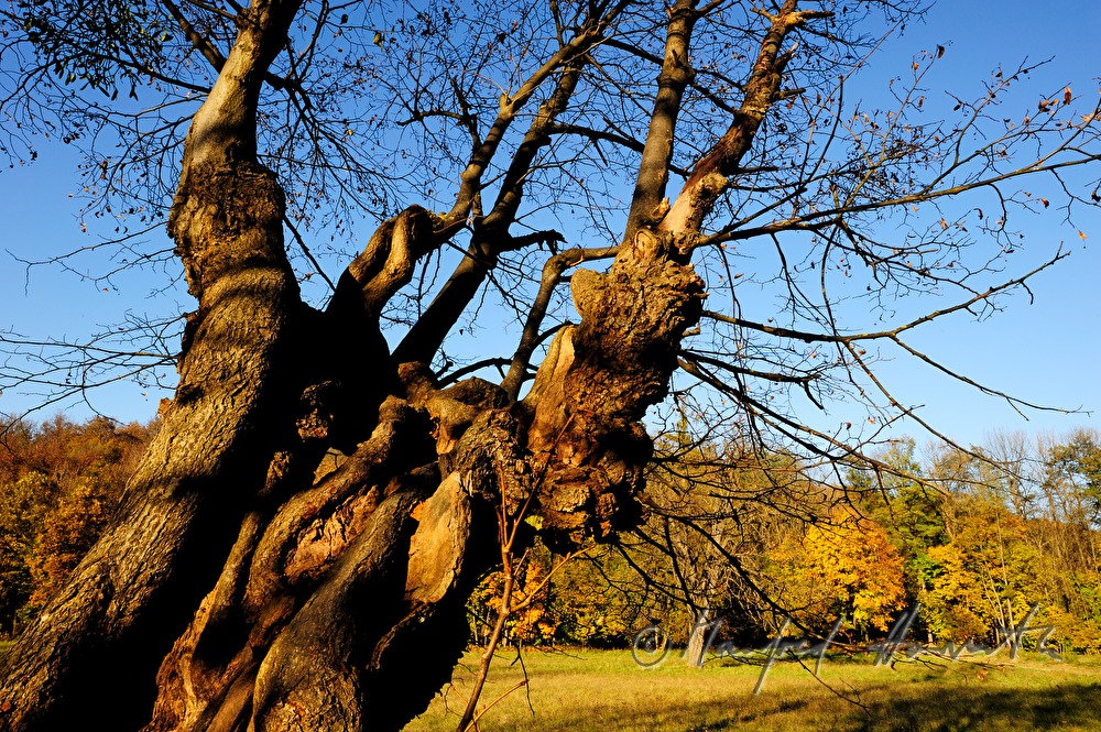 alte Linde im Naturpark 