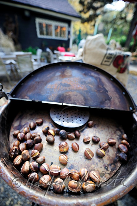 Maronibratofen im Garten