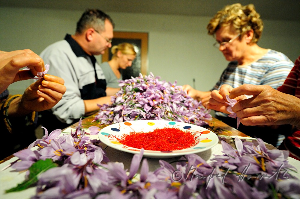 Herauszupfen der Safranfäden aus dem Krokus