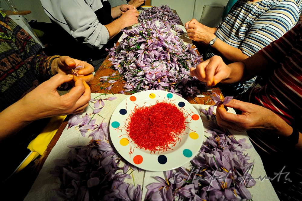 Herauszupfen der Safranfäden aus dem Krokus