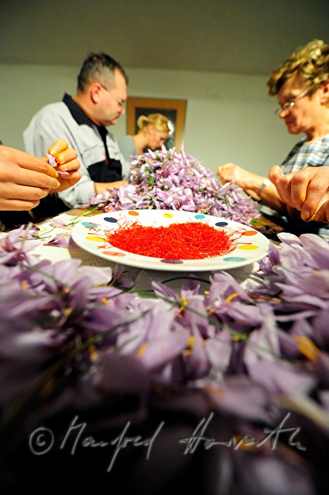 Herauszupfen der Safranfäden aus dem Krokus