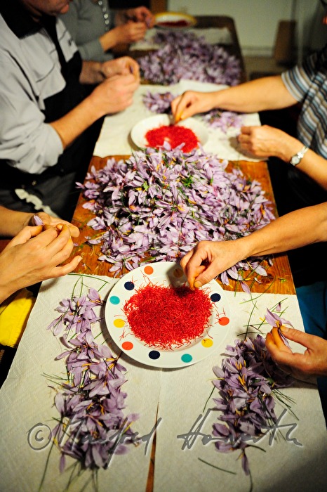 Herauszupfen der Safranfäden aus dem Krokus