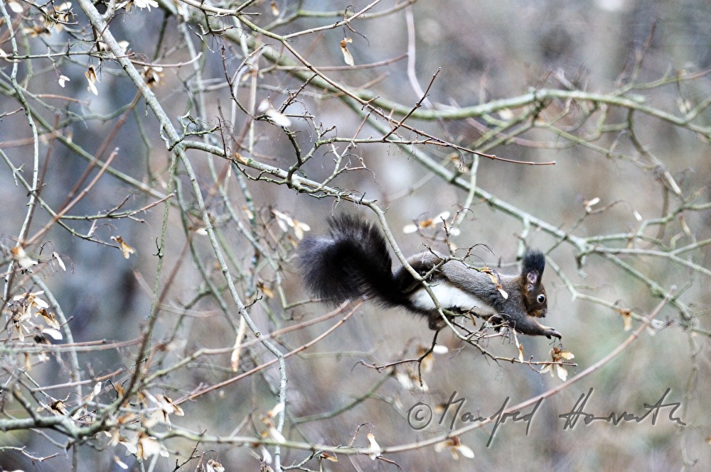 Eichhörnchen auf einem Haselnusstrauch sammelt Früchte
