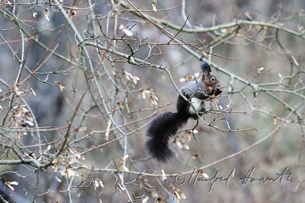 Eichhörnchen auf einem Haselnusstrauch sammelt Früchte