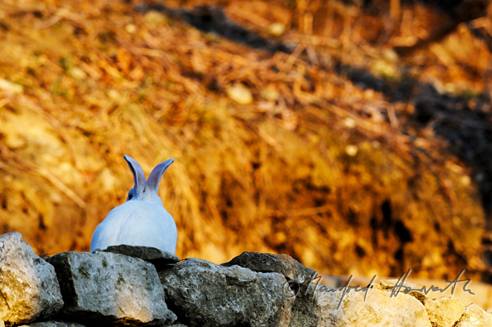 weisser Albino-Hase auf einer Steinmauer