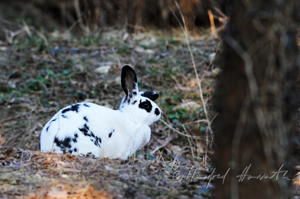 Hase auf einer Steinmauer