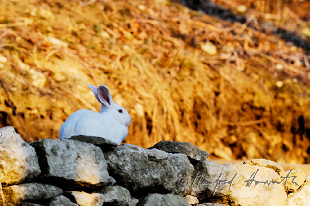 weisser Albino-Hase auf einer Steinmauer