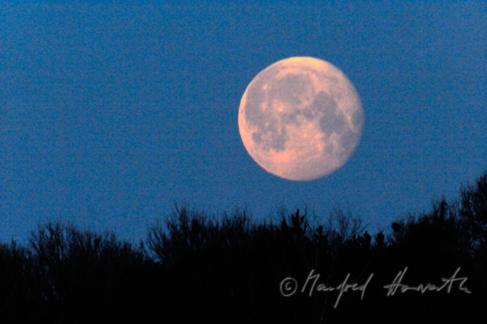 Vollmond und Baumwipfel